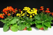 Calceolaria 'Calynopsis Orange', 'Calynopsis Yellow', 'Calynopsis Red'