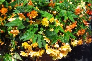 Begonia 'Illumination Apricot Shades' (Benary)
