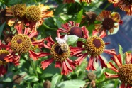 Helenium 'Ruby Tuesday'