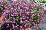 Lobularia 'Purple Stream', Danziger