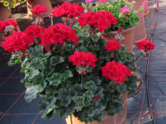 Pflanzkübel mit roten, gefüllten Blüten und grünen Laubblätter auf einer Schaufläche, Hintergrund blühenden Pflanzkübel und Bewässerungsschläuche