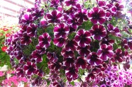 Petunia 'Sweetunia Miss Marvelous', Topfen in KW 11