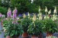 Digitalis purpurea 'Dalmatian Rose', 'Peach', 'Creme', PAS