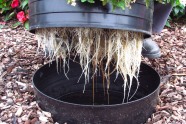 Wurzeln einer Pflanze, die mit dem Bewässerungssystem Easy Rain vario angezogen wurde