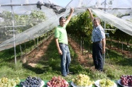 Tafeltraubenanbau; hier geschützter Bioanbau bei Armin Braun