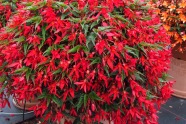 Begonia x boliviensis 'Beauvila Red' (Beekenkamp)