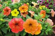 Petunia 'Cascadias Indian Summer', Bongartz