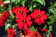 Zinnia 'Profussion Red'