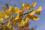 Ginkgo biloba - einer der Hoffnungsträger