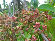 Abgeblühte Kirschblüte mit einige jungen grünen Früchte am Baum