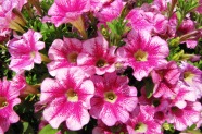 Petunia 'Marvel Beauty Cranberry', Danziger