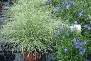 Carex 'Mint Curls'