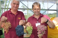 Mitarbeiter der LWG präsentieren verschiedene Traubensorten