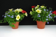 'Confetti Garden Water Colours' aus Satz 1: 12-cm-Topf (links), 14-cm-Topf (rechts), am 03.05.