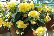 Begonia 'Belina Yellow', Volmary