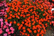 Impatiens-Hybride 'SunPatiens Compact Electric Orange', Cohen