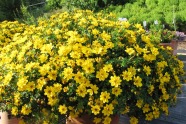Bidens ferulifolia 'Yellow Sunshine', Danziger