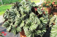 Begonia (Blattschmuckbegonie) 'Cool Breeze Glacier', Topfen in KW 14