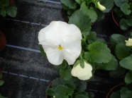 Eine Viola-Topfpflanze mit weißer Blüte steht auf dem Tischfläche umgeben mit anderen Pflanzentöpfen