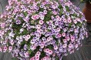 Petunia-Kombi 'Sternschnuppe', Topfen in KW 11