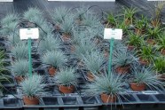 Festuca 'Elijah Blue' (links), 'Uchte' (rechts)