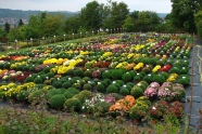 Chrysanthemen Feld