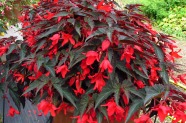 Begonia boliviensis 'Summerwings Dark Elegance', Kientzler