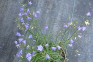 Campanula rotundifolia 'Thumbell'