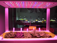 Pflanzen unter LED-Beleuchtung
