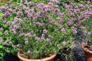 Verbena bonariensis 'Cloud' (Kientzler)