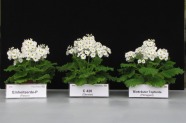 Weiße Blumen in drei Töpfen nebeneinander aufgestellt