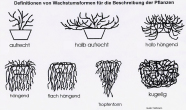 Bewertungen im Gewächshaus zur Vermakrtungsreife: Wuchsform