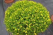 Mercardonia 'Magic Carpet Yellow'