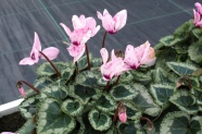 Pinkfarbene Cyclamen mit Verfärbungen an den Blütenblättern