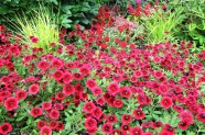 Calibrachoa 'Superbells Pomegranate Punch', Kientzler