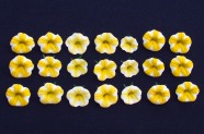 Calibrachoa 'Lemon Slice' Hemmung Satz 1