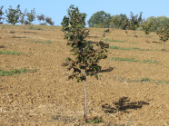 Eine junge Haselnusspflanze mit Stock am Stamm