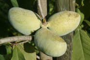 Die Abbildung zeigt die Sorte Asimina triloba 'Davis' mit Erstlingsfrüchten im 5. Standjahr