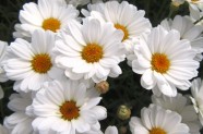 Argyranthemum frutescens 'White Mocca', Topfen in KW 11