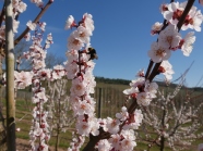 Blick der Aprikosenblüte mit den Hummeln