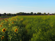 Am Randende der Spargelfeld wächst eine Reihe Sonnenblumen, Hintergrund Bäume und Häuser unter blauer Himmel