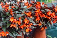 Begonia x boliviensis 'Unstoppable Upright Fire' (Dümmen)