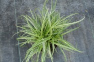 Carex morrowii 'Silver Sceptre'