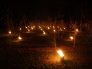 Blick mit Frostkerzen in die Reihe der Aprikosenbaum während der Nacht