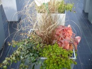 Carex 'Red Rooster' und Heuchera 'Timeless Orange' in Woche 7