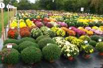 Blühende Chrysanthemen im Container auf der Versuchsfläche