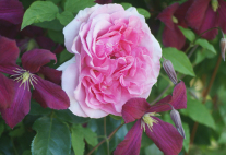 Blick auf eine prächtig blühende Rose an einer mit Blätttern überwucherten Ranke