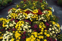 Mehrfarbigen, körbchenartigen Chrysanthemen-Blüten