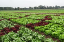 Eissalat (Herbst) Sortenversuch, Sommershausen, Niederbayern