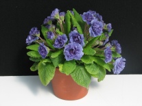 Auf dem Tisch ein topf mit blaue Farbe der Blüte und grünes Laub.